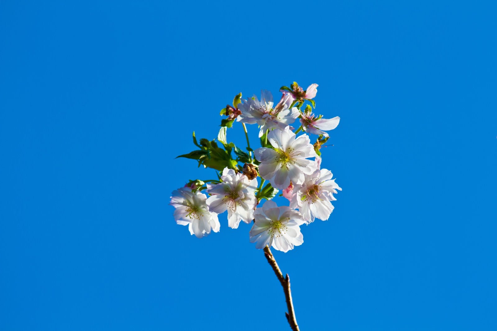 「青空と十月桜(ジュガツザクラ)」の写真