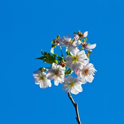 青空と十月桜(ジュガツザクラ)の写真