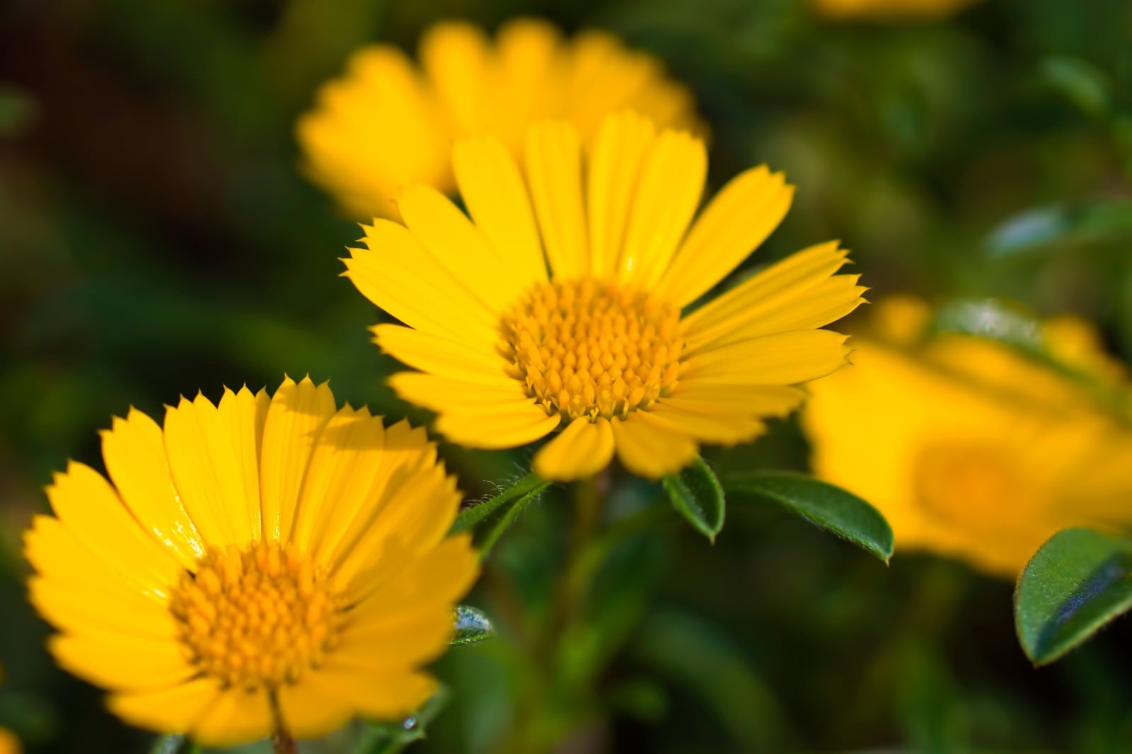 「黄色く咲く花」の写真