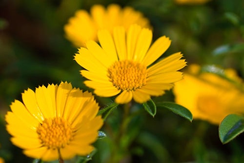 黄色く咲く花の写真