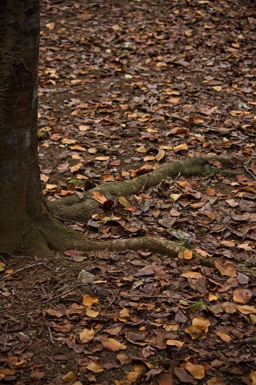 木の根と秋の落ち葉の写真