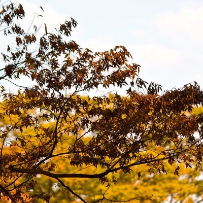 秋の到来、黄葉した木々の写真