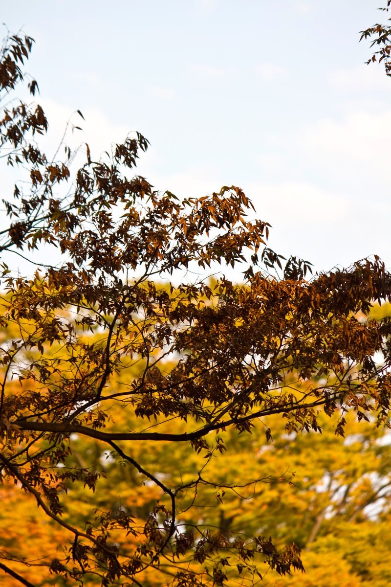 「秋の到来、黄葉した木々」の写真