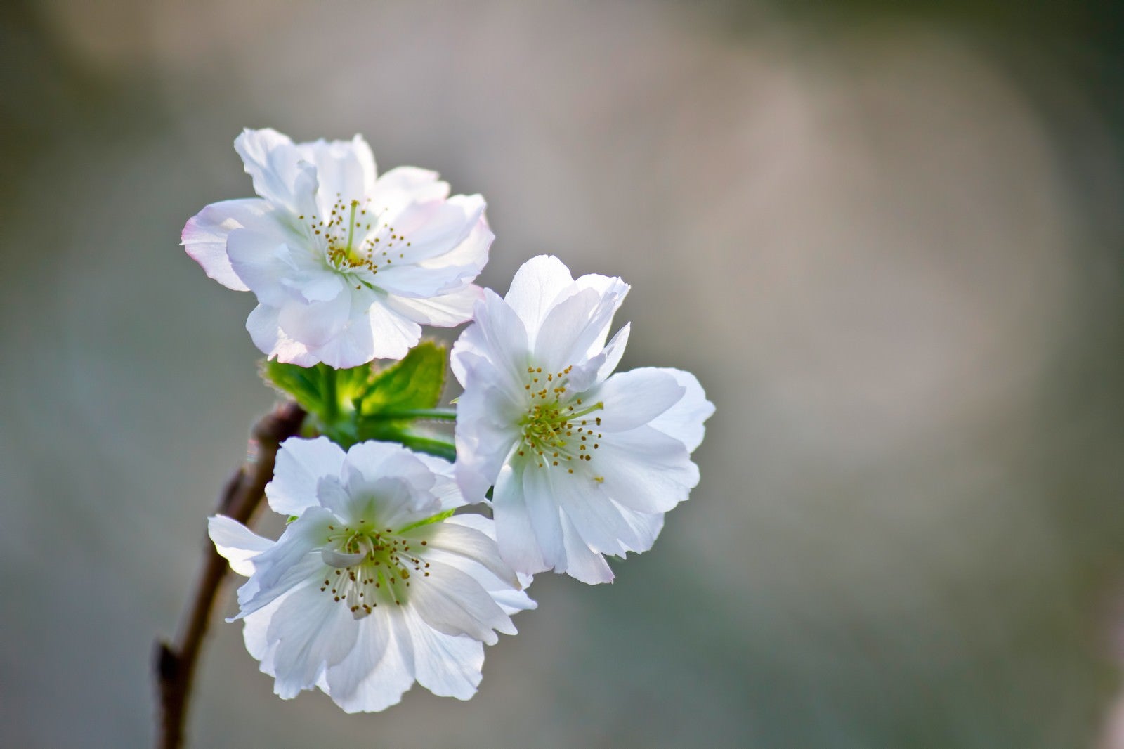 「花開くジュガツザクラ」の写真
