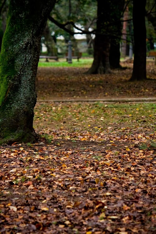 落ち葉と木々の写真