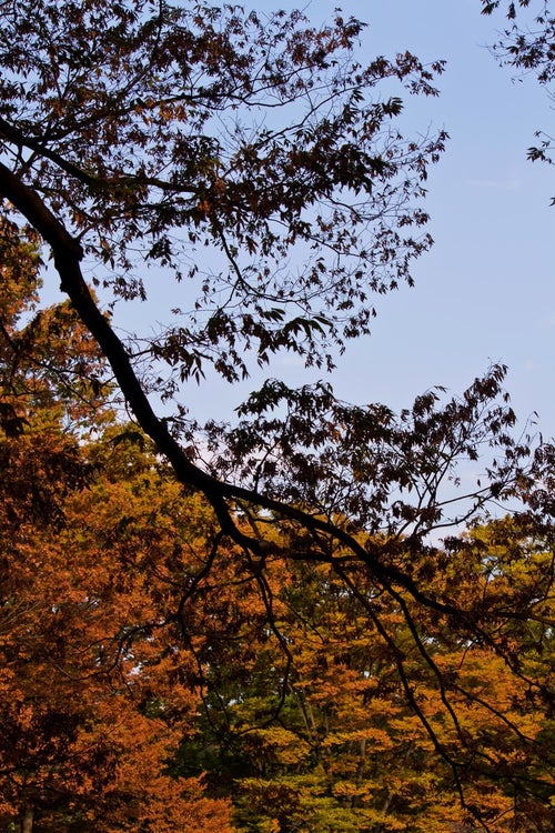 黄葉し始めた木々の写真