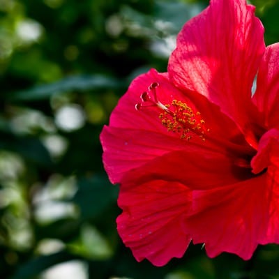 赤いハイビスカスの花の写真