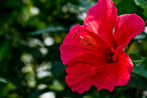 赤いハイビスカスの花の写真