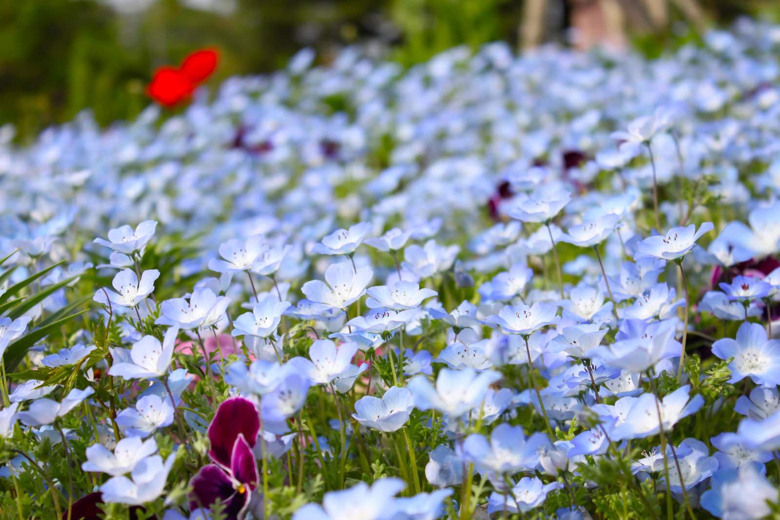 「青い花の花壇」の写真