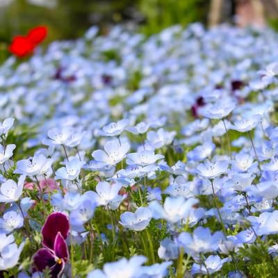 青い花の花壇の写真