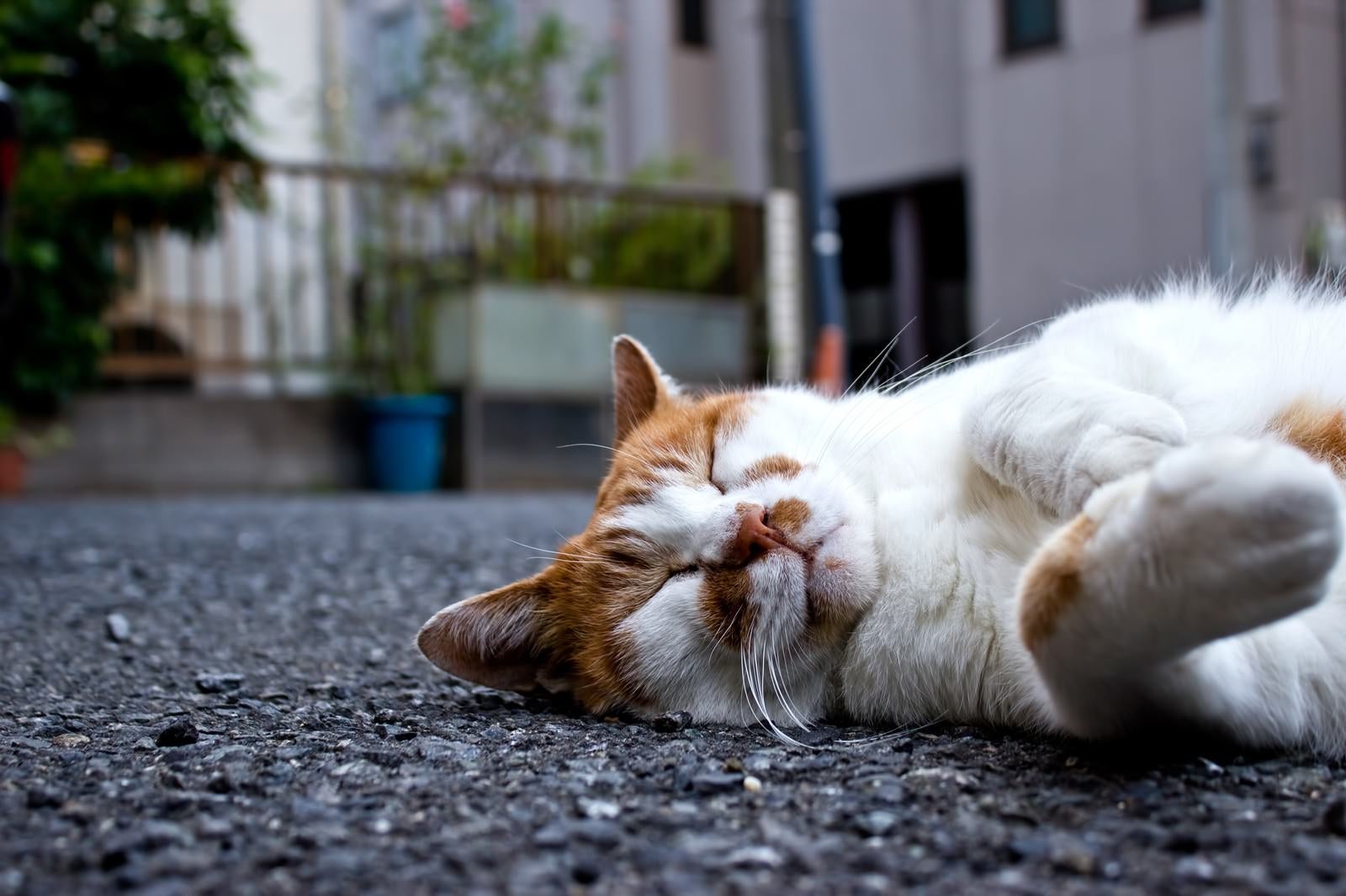 「爆睡している猫」の写真