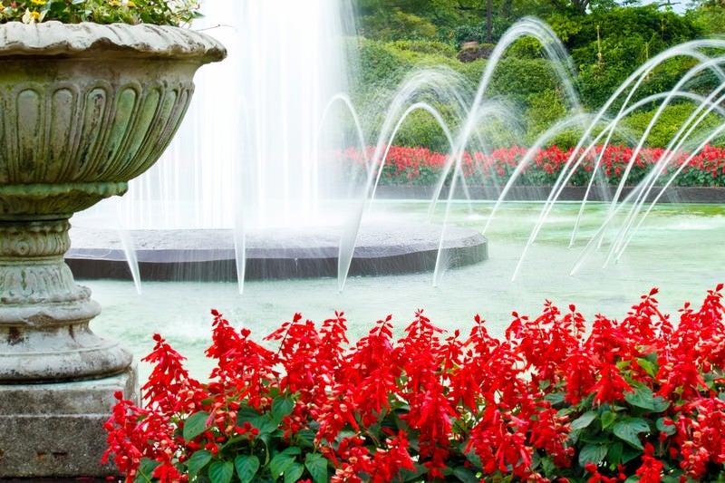 赤い花と噴水の写真