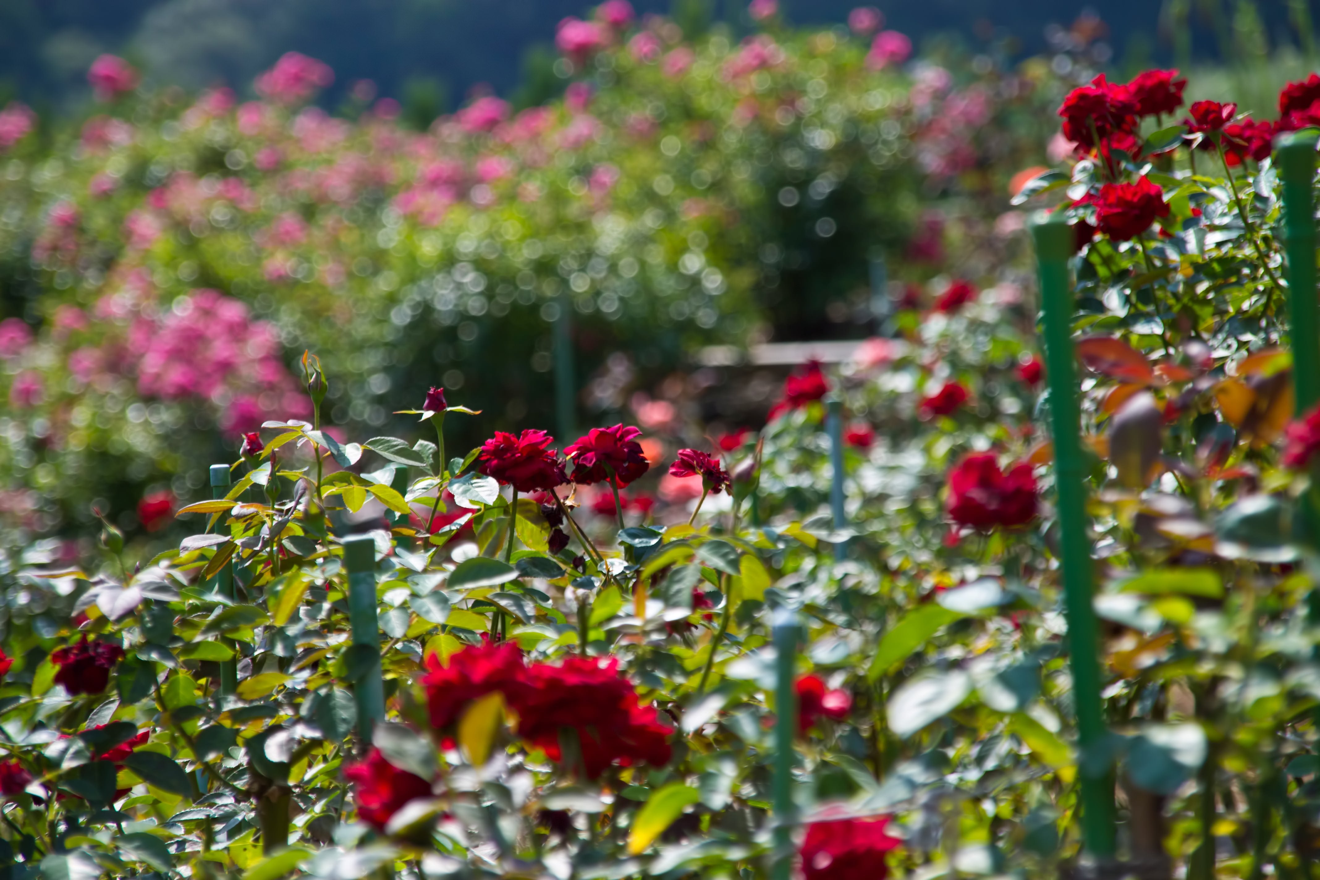 ポイント10倍】写真素材 創造素材 花/薔薇1-