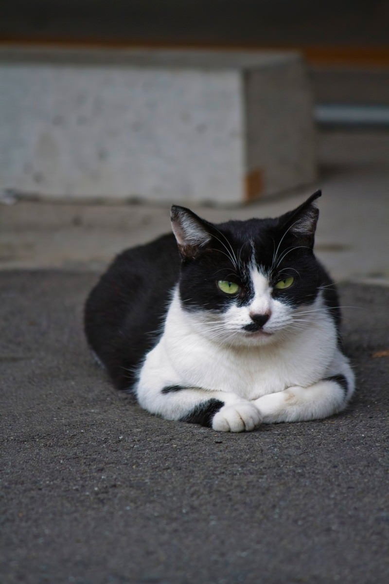 「ふてぶてしい表情で睨みつける猫」の写真
