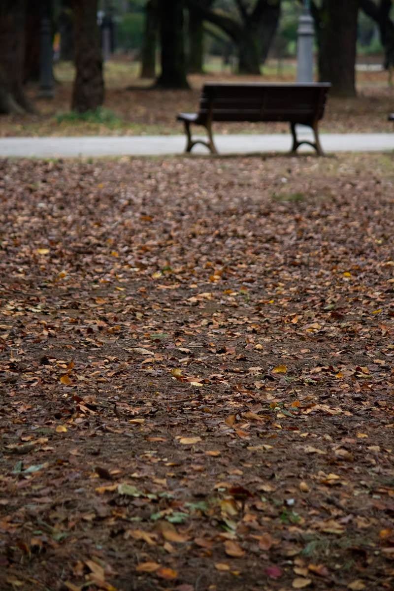 「枯葉とベンチ」の写真