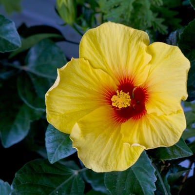 黄色いハイビスカスの花の写真