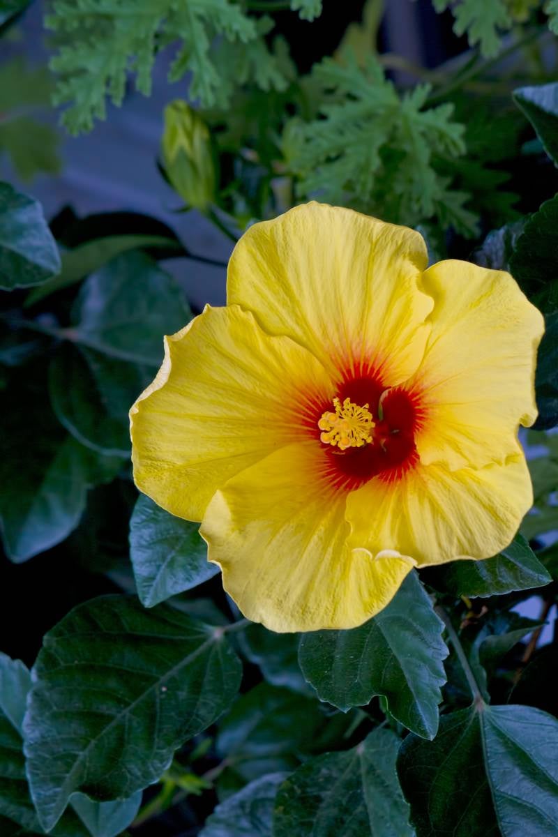 「黄色いハイビスカスの花」の写真