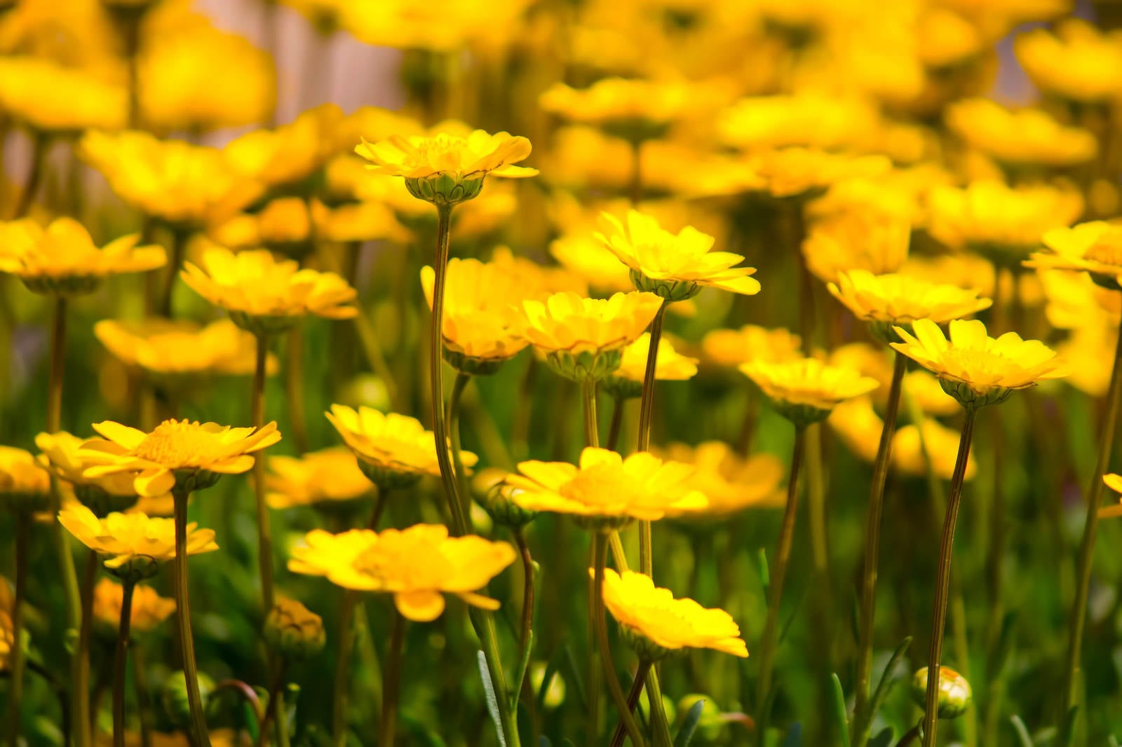 「黄色い花々」の写真