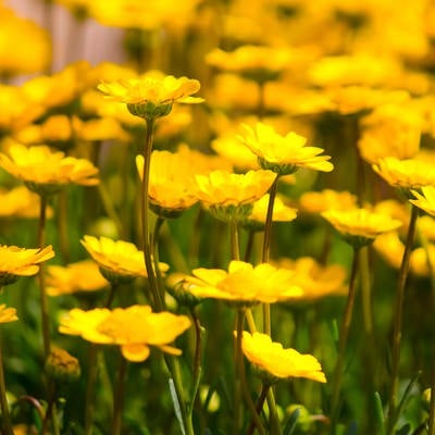 黄色い花々の写真