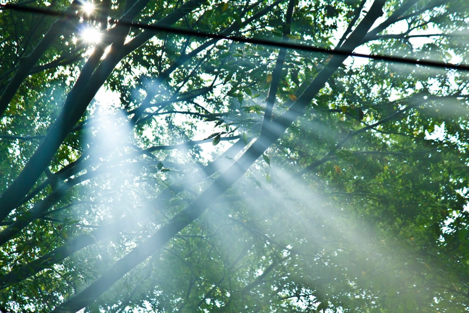 「木漏れ陽と光」の写真