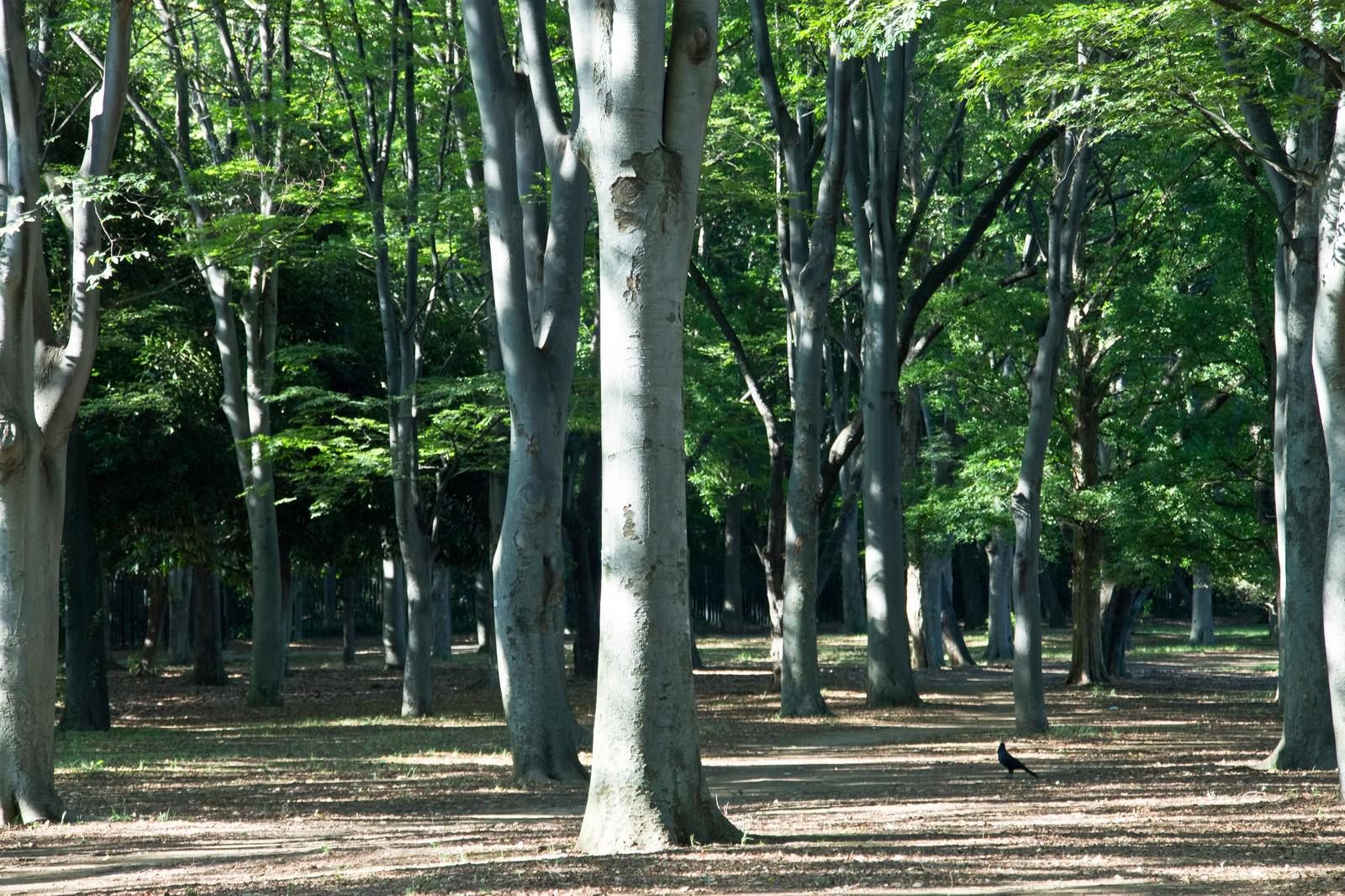 「公園の木々」の写真