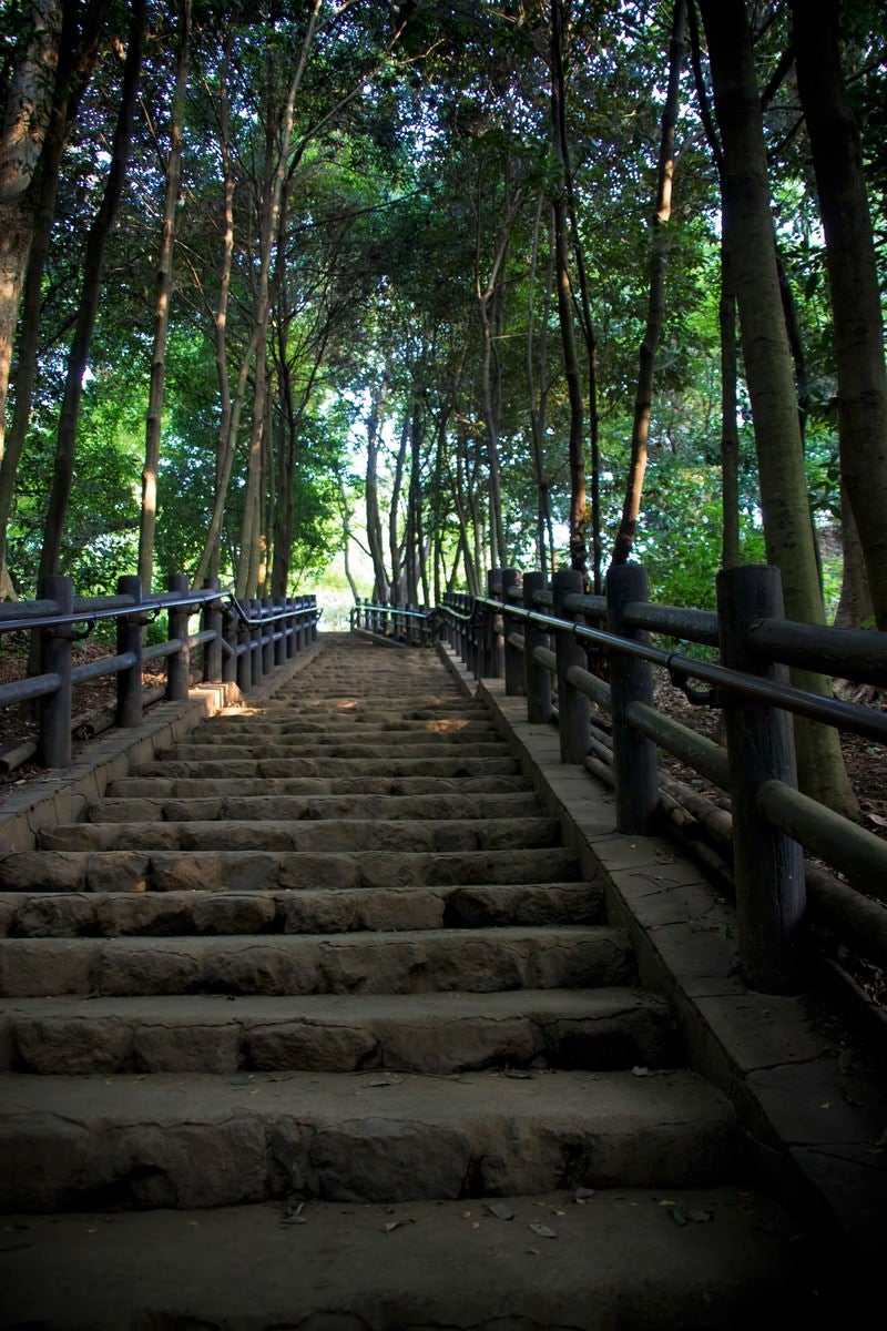 「公園の上り階段」の写真