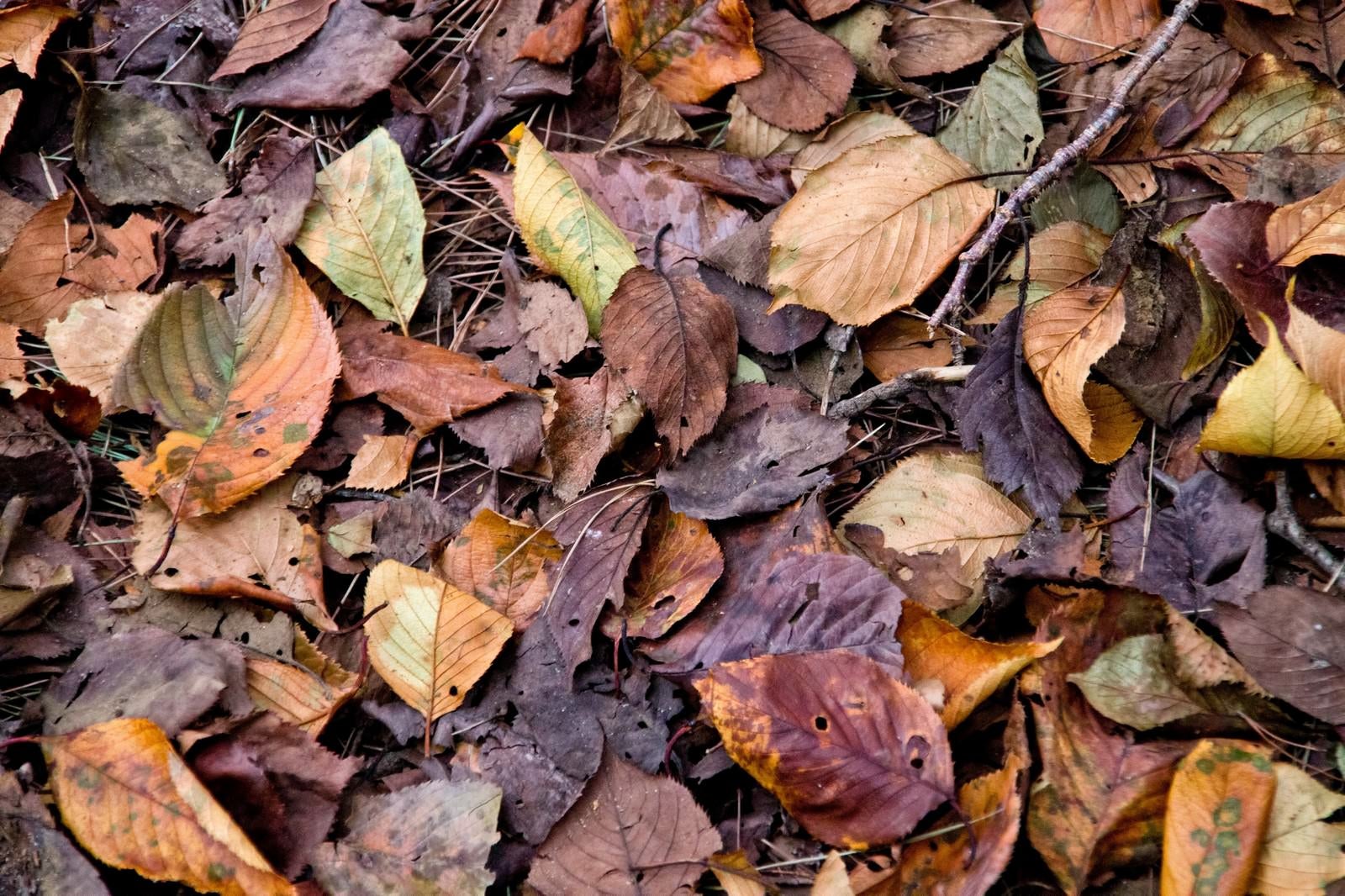 「枯葉と落ち葉」の写真