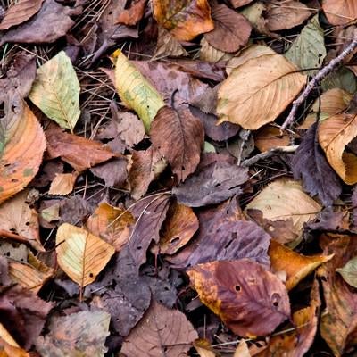 枯葉と落ち葉の写真