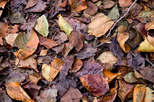 枯葉と落ち葉の写真