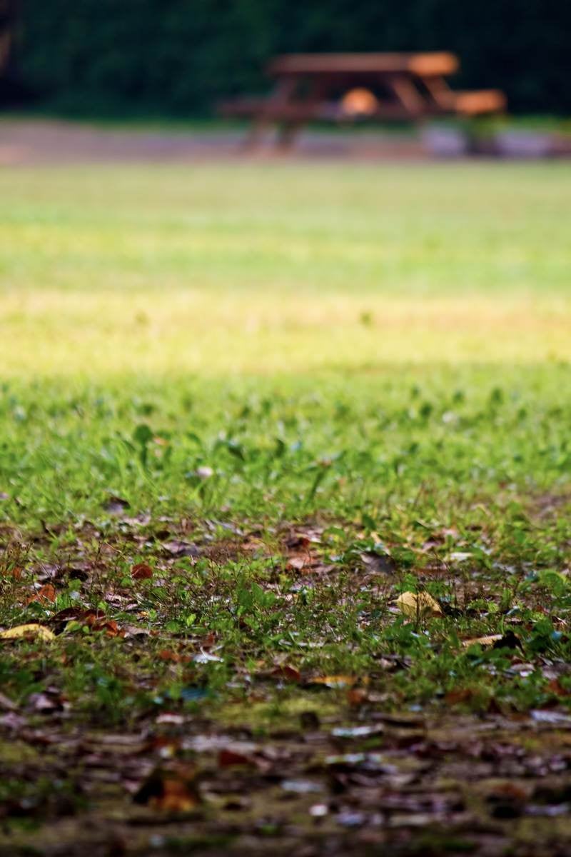 「落ち葉と公園のベンチ」の写真