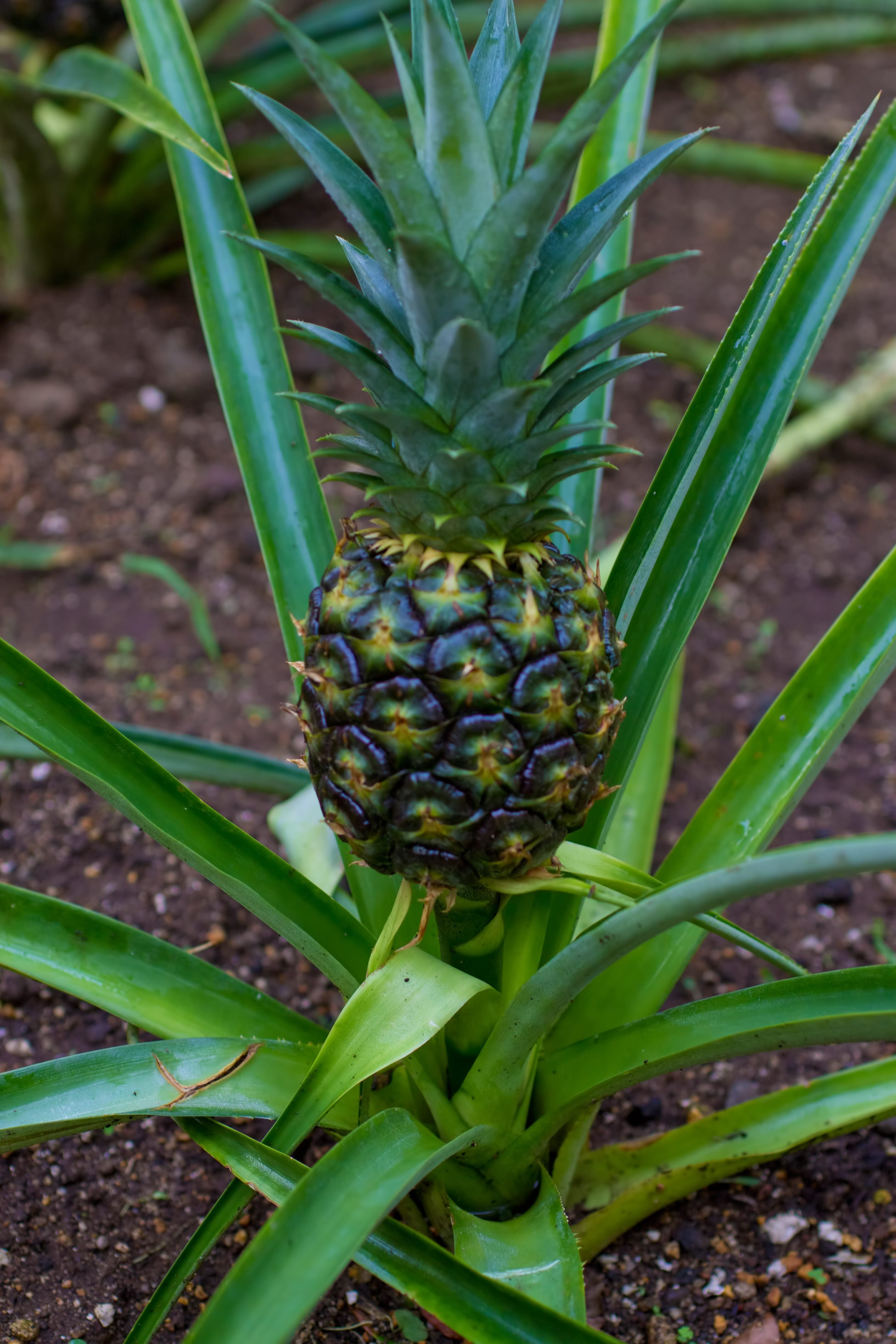 PPW_painappuru.jpg?&download=1