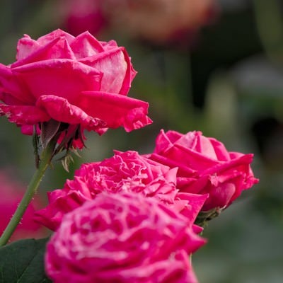 ピンク色のバラ（複数）の写真