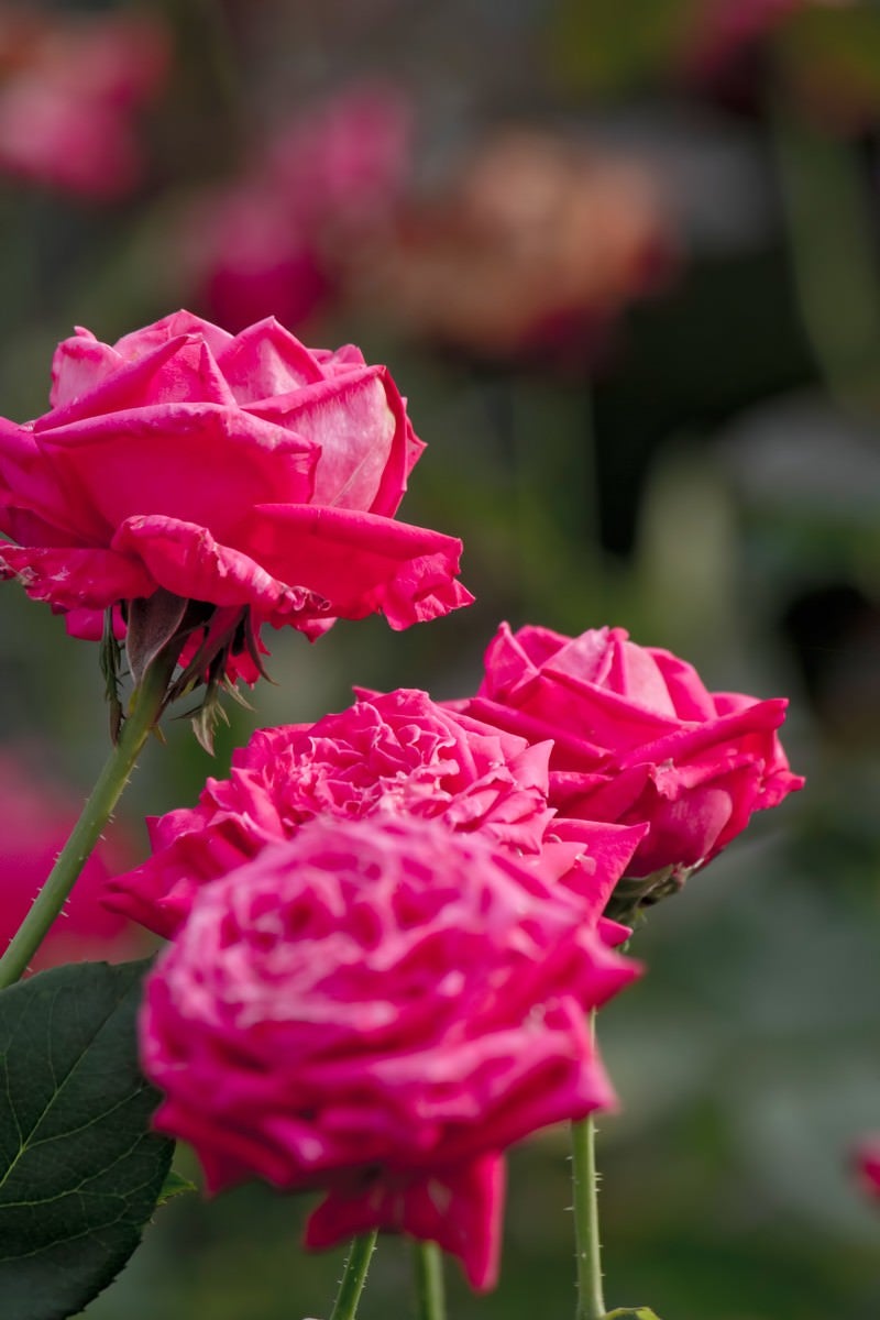 「ピンク色のバラ（複数）」の写真