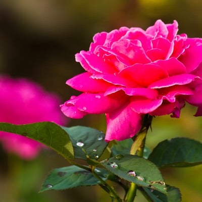 雨粒とピンクの薔薇の写真