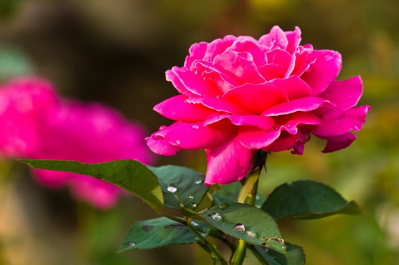雨粒とピンクの薔薇の写真