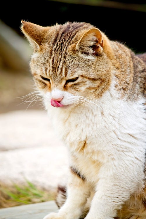 テヘペロ中の猫の写真