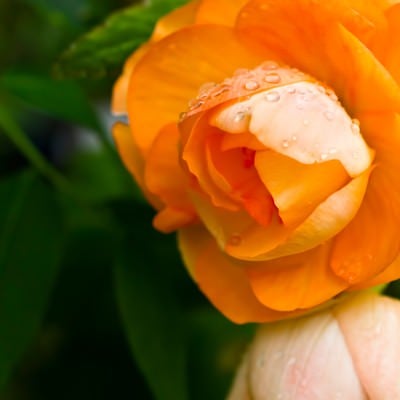水滴とオレンジの花の写真