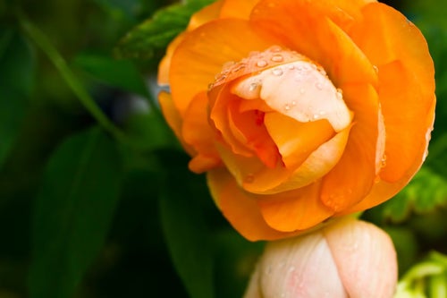 水滴とオレンジの花の写真