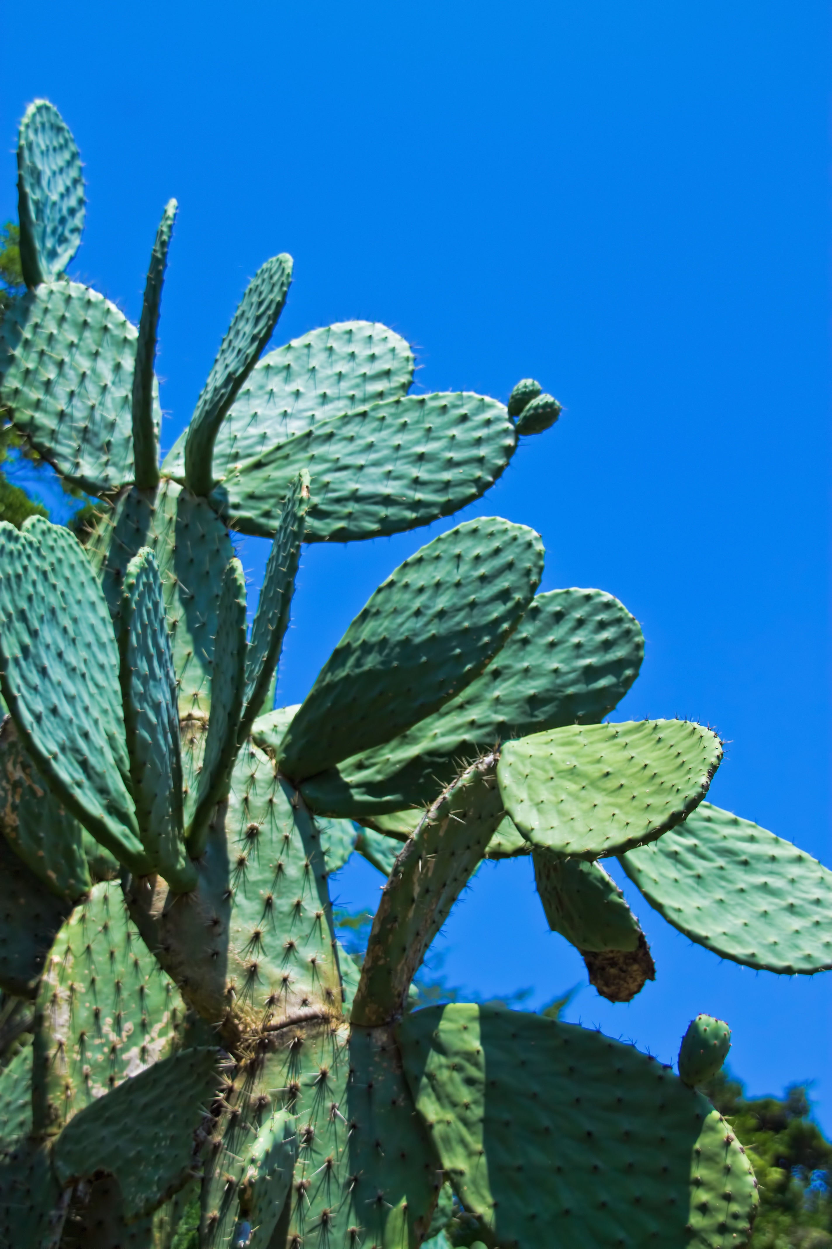 うちわサボテンの無料の写真素材 - ID.702｜フリー素材 ぱくたそ