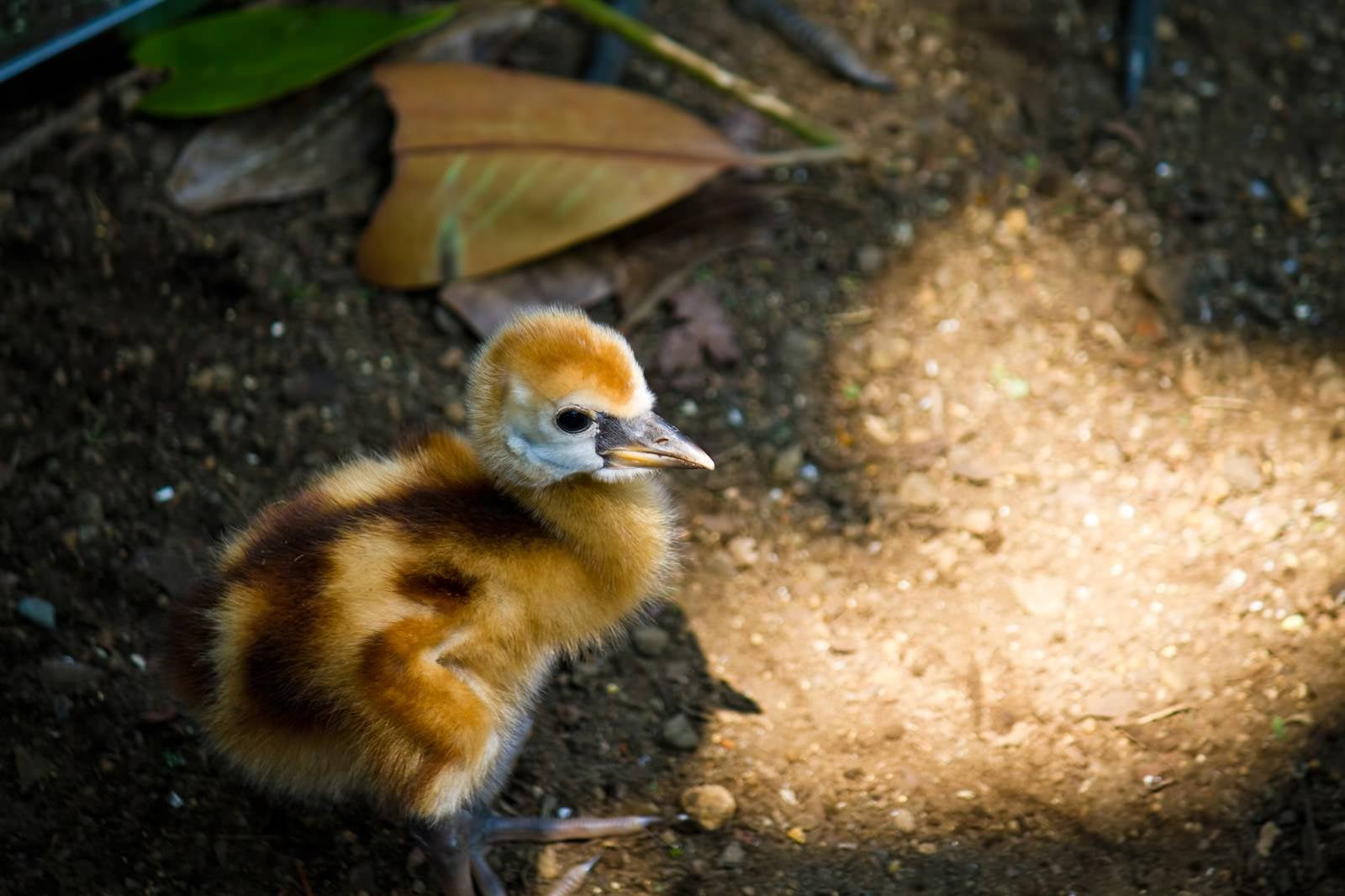 「生まれたばかりの小鳥」の写真