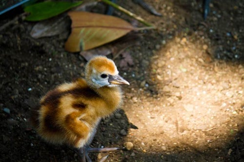 生まれたばかりの小鳥の写真
