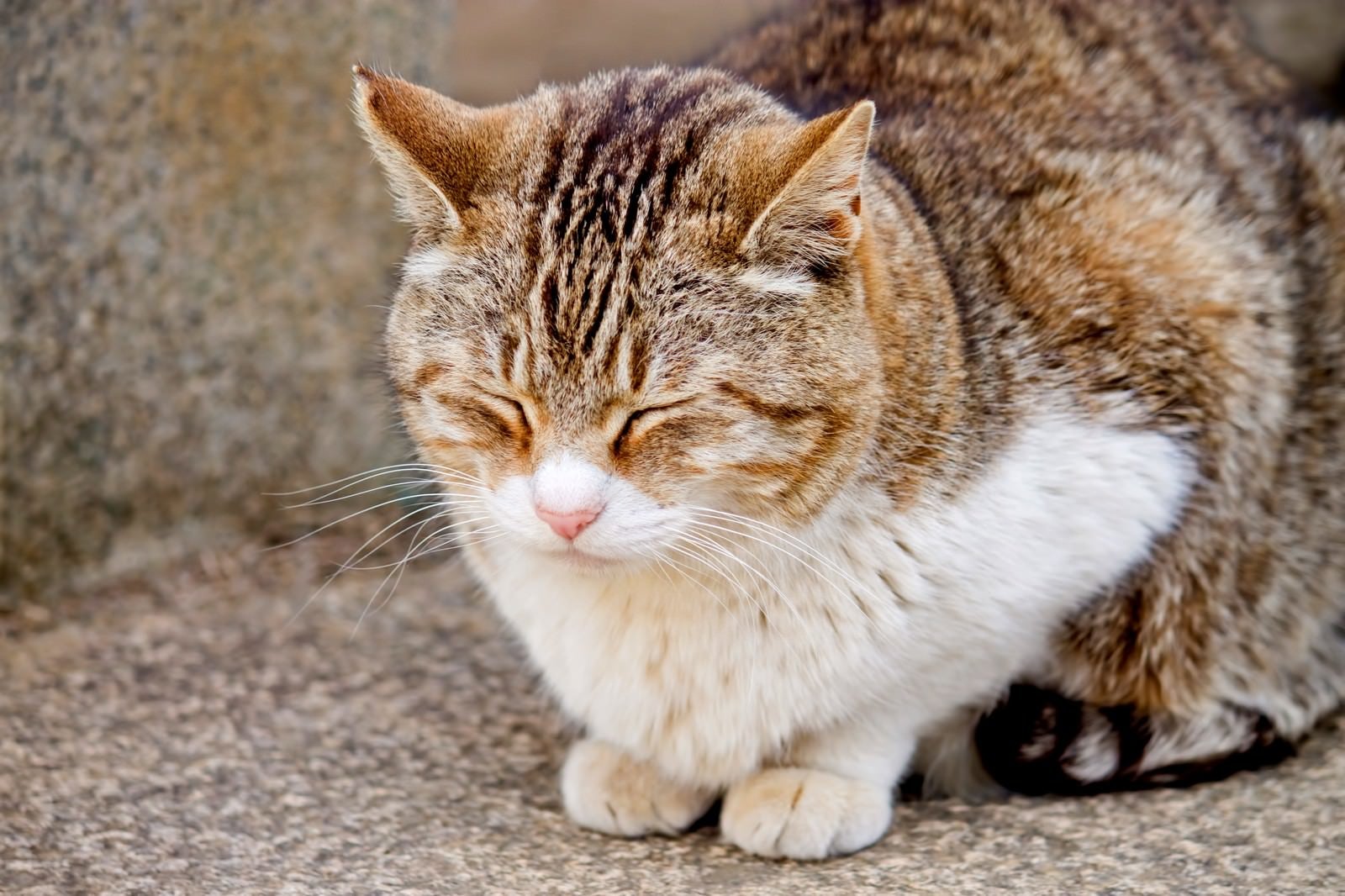 「うたたねをする猫」の写真