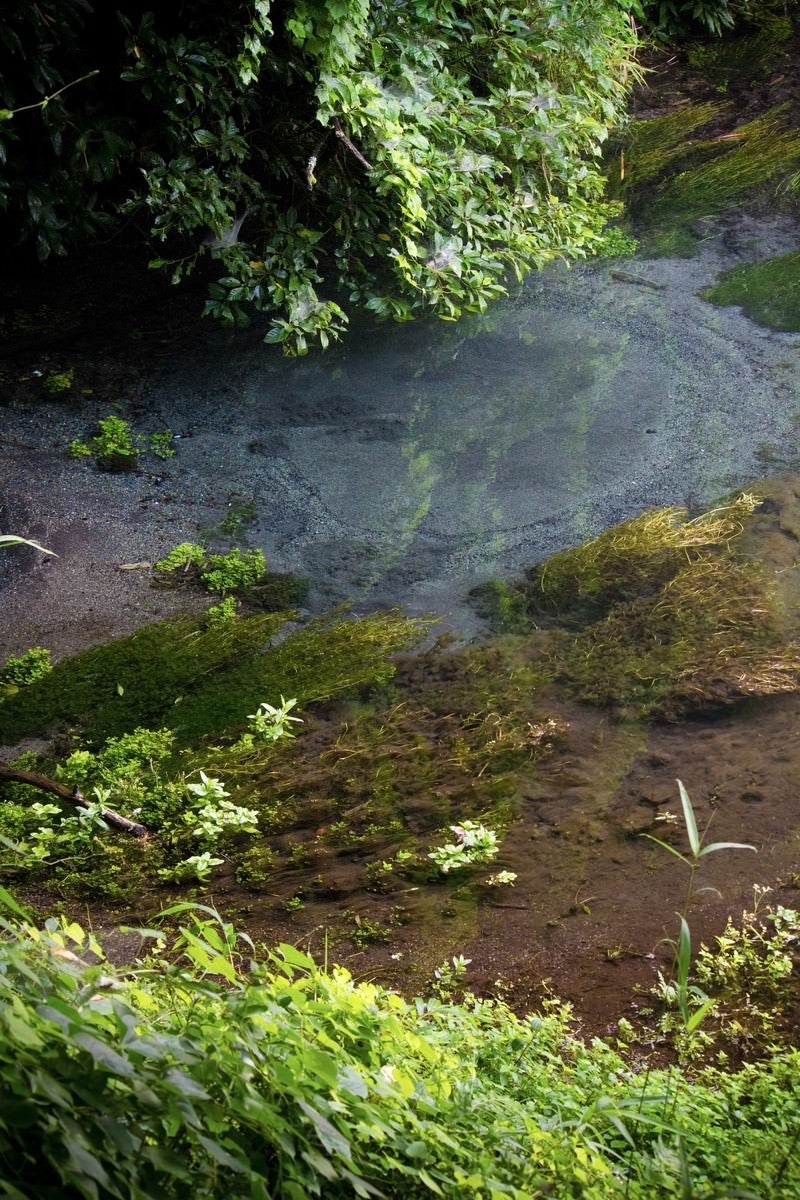 「湧き出す水と柿田川」の写真