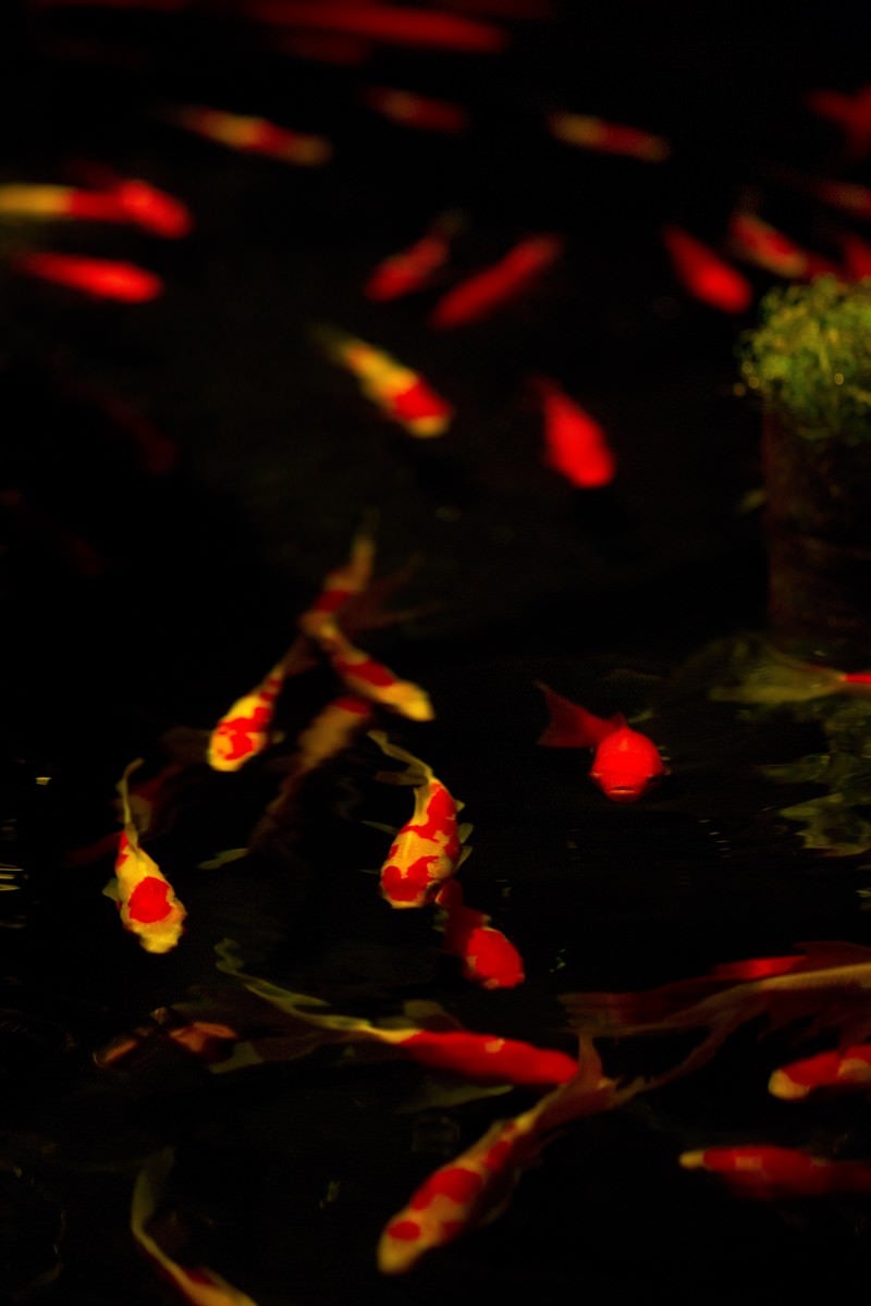 「優雅に泳ぐ金魚達」の写真