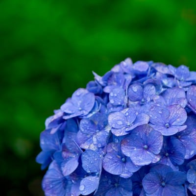雨に濡れた紫陽花の写真