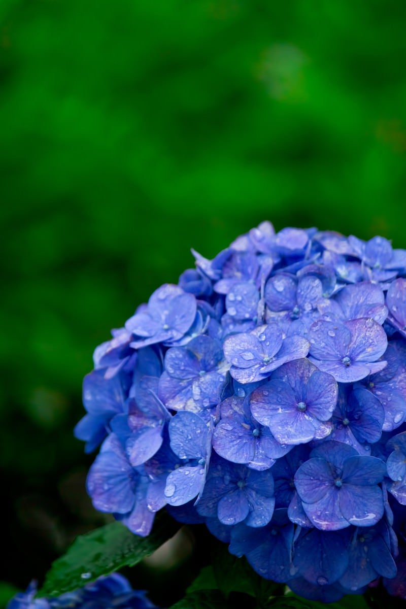 「雨に濡れた紫陽花」の写真