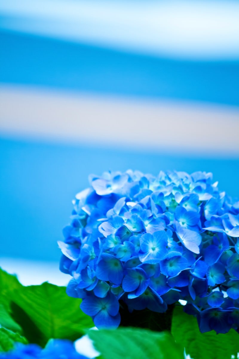 青い紫陽花の花の写真