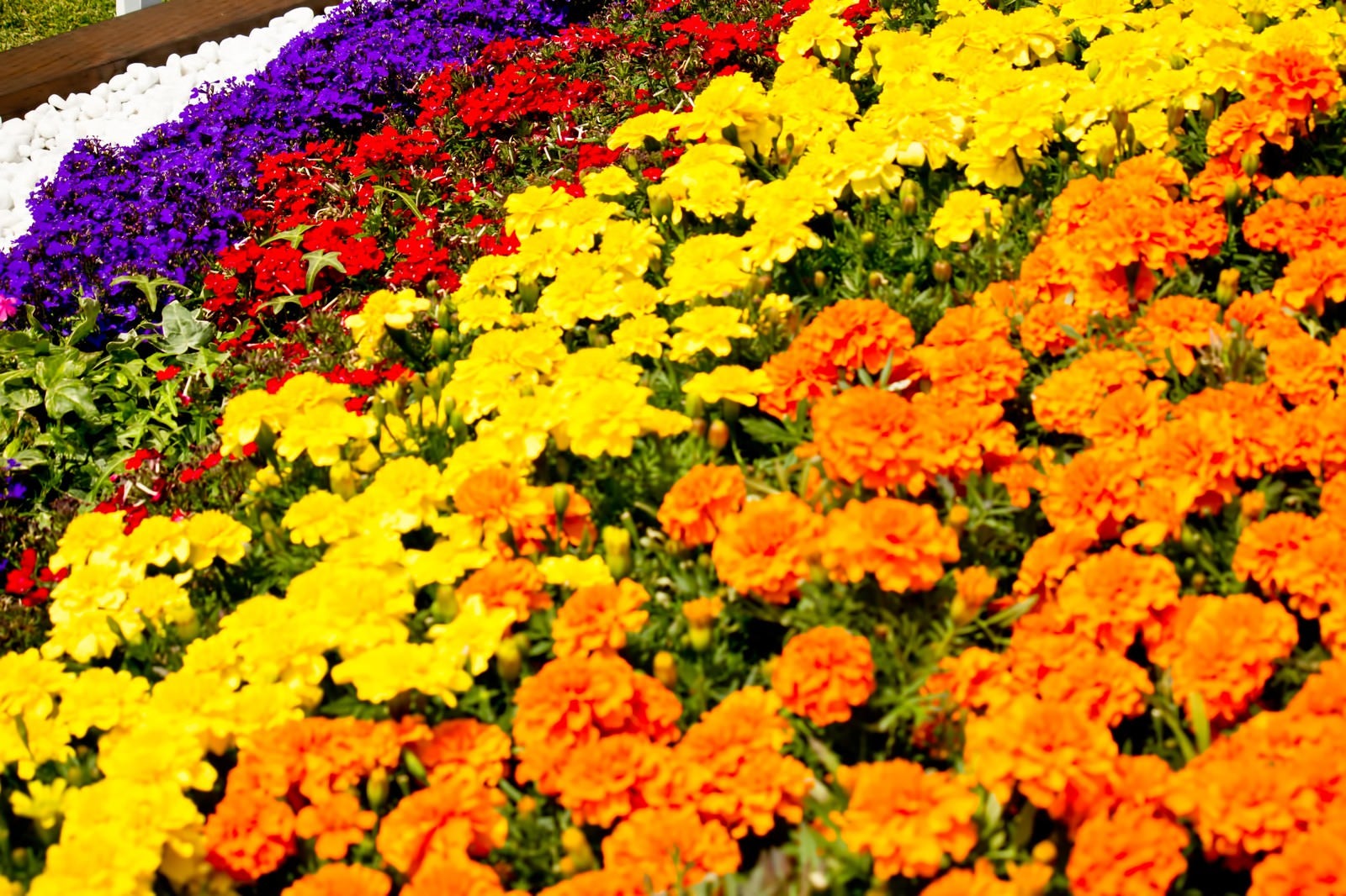 「色鮮やかな花壇」の写真