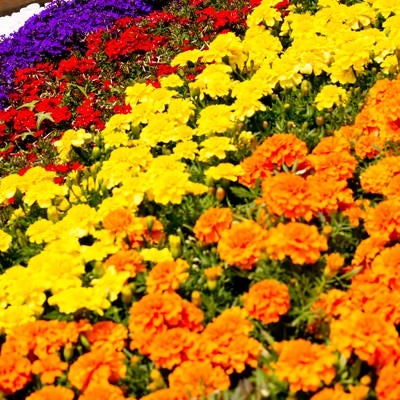 色鮮やかな花壇の写真