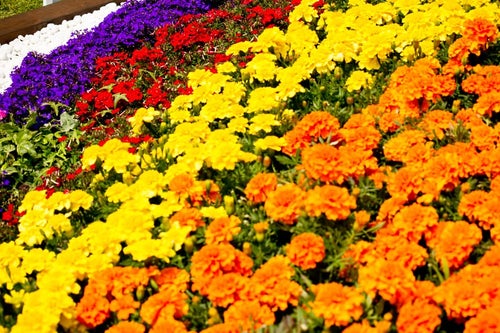 色鮮やかな花壇の写真